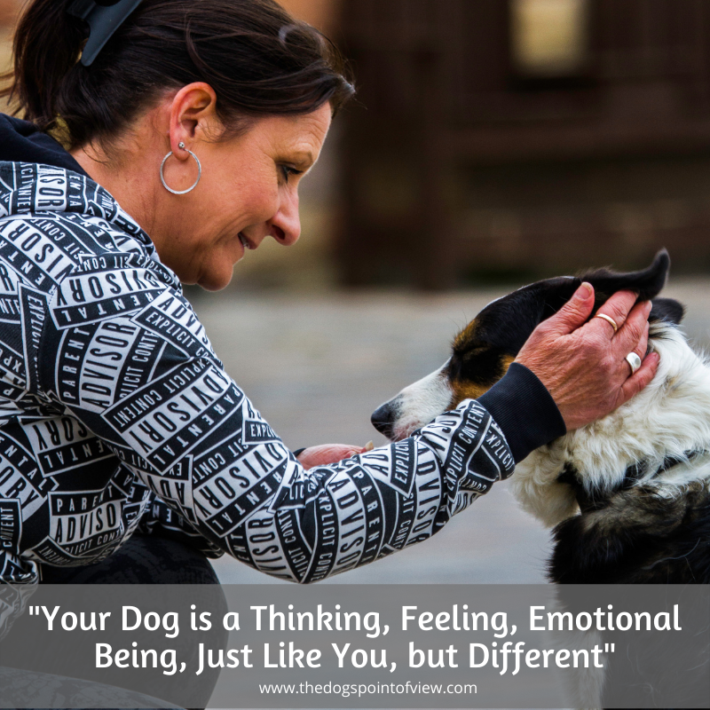 Woman stroking a border collie